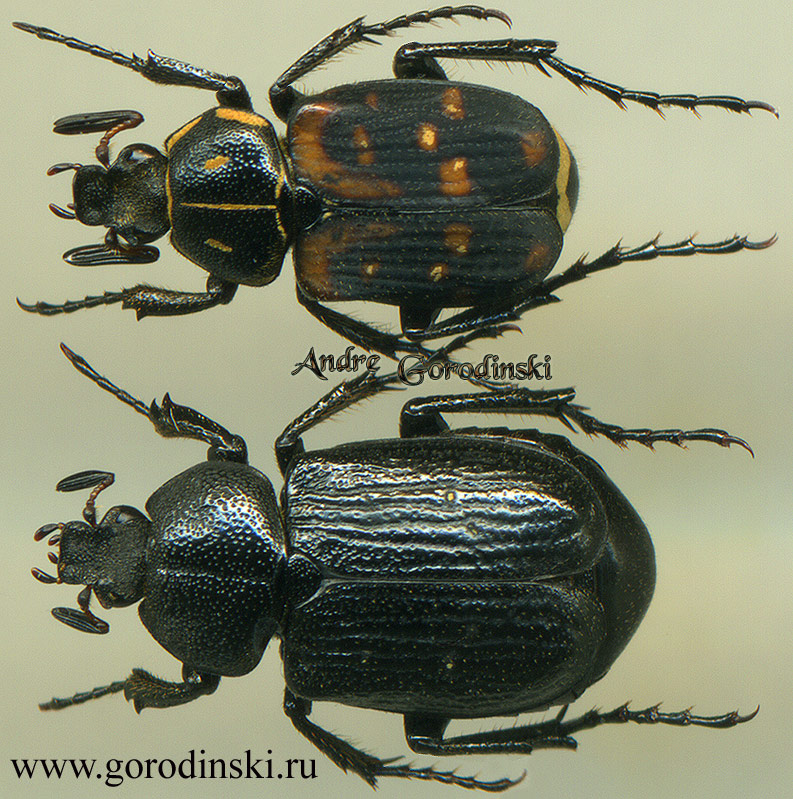 http://www.gorodinski.ru/cetoniidae/Paratrichius oberthueri.jpg